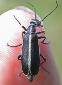 Margined Blister Beetle